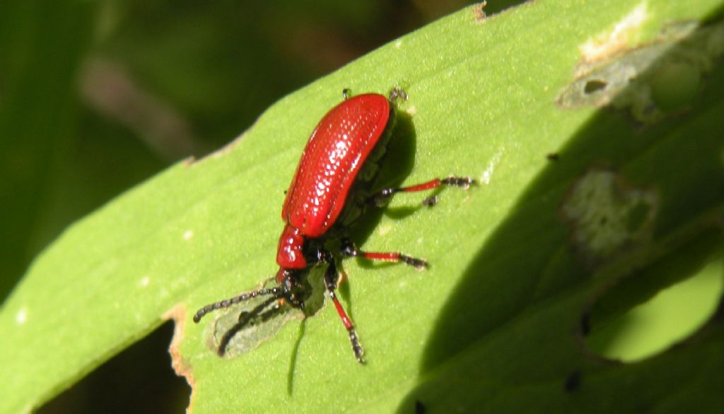 Lilioceris tibialis